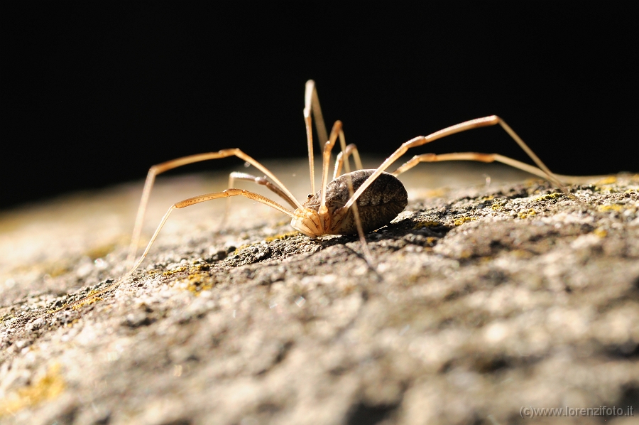 Macro Aracnidi/Opilionide