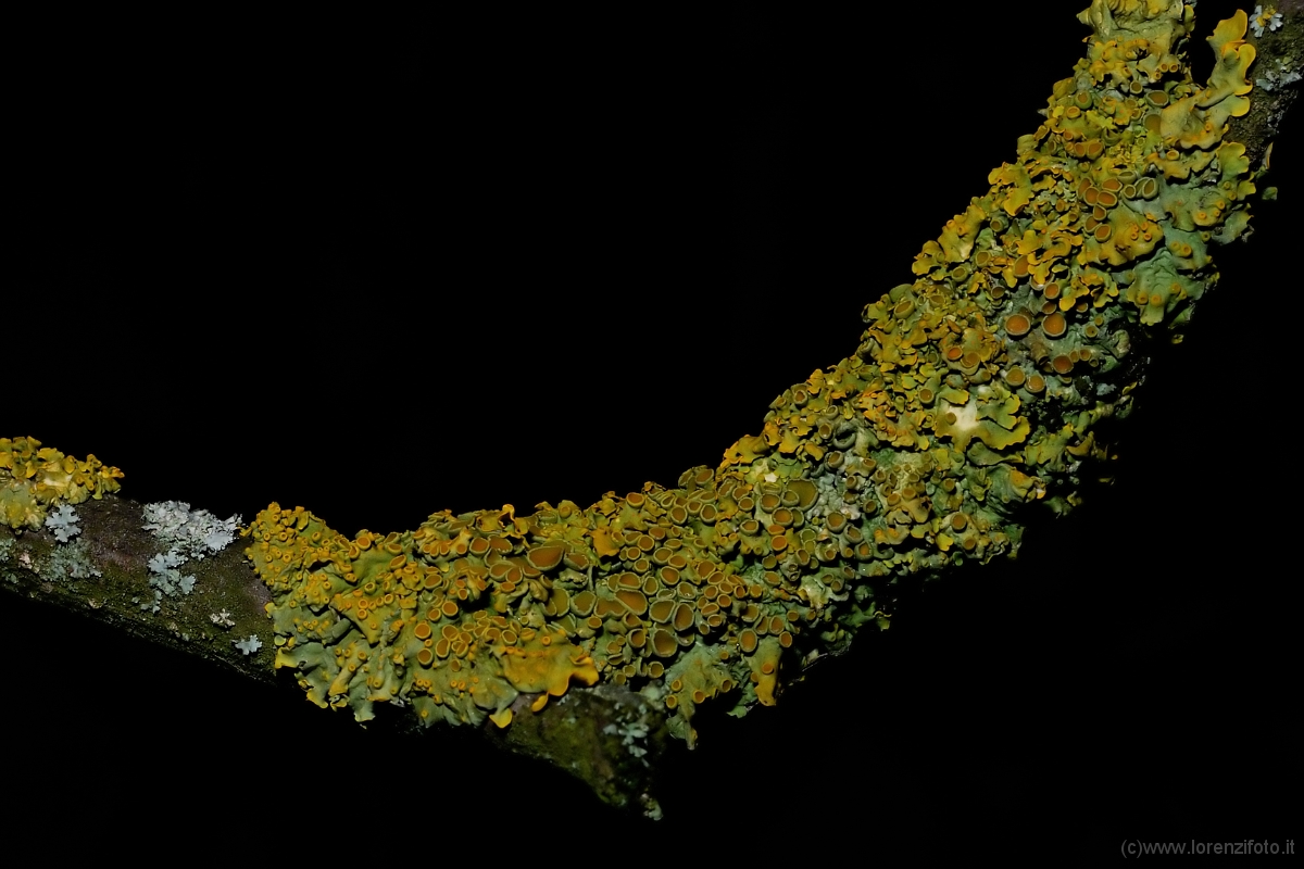 Licheni.jpg